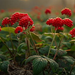 POWER OF GINSENG