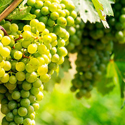 GRAND CRU